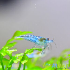 ブルーベルベット
